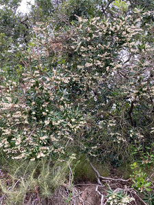 Comarostaphylis diversifolia Summer Holly