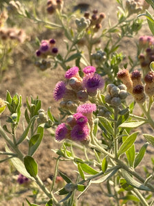 Pluchea sericea Arrow Weed