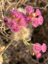 Load image into Gallery viewer, Pluchea sericea Arrow Weed