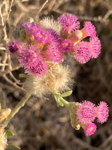 Pluchea sericea Arrow Weed