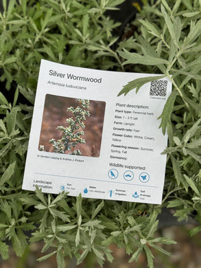 Artemisia ludoviciana Silver Wormwood