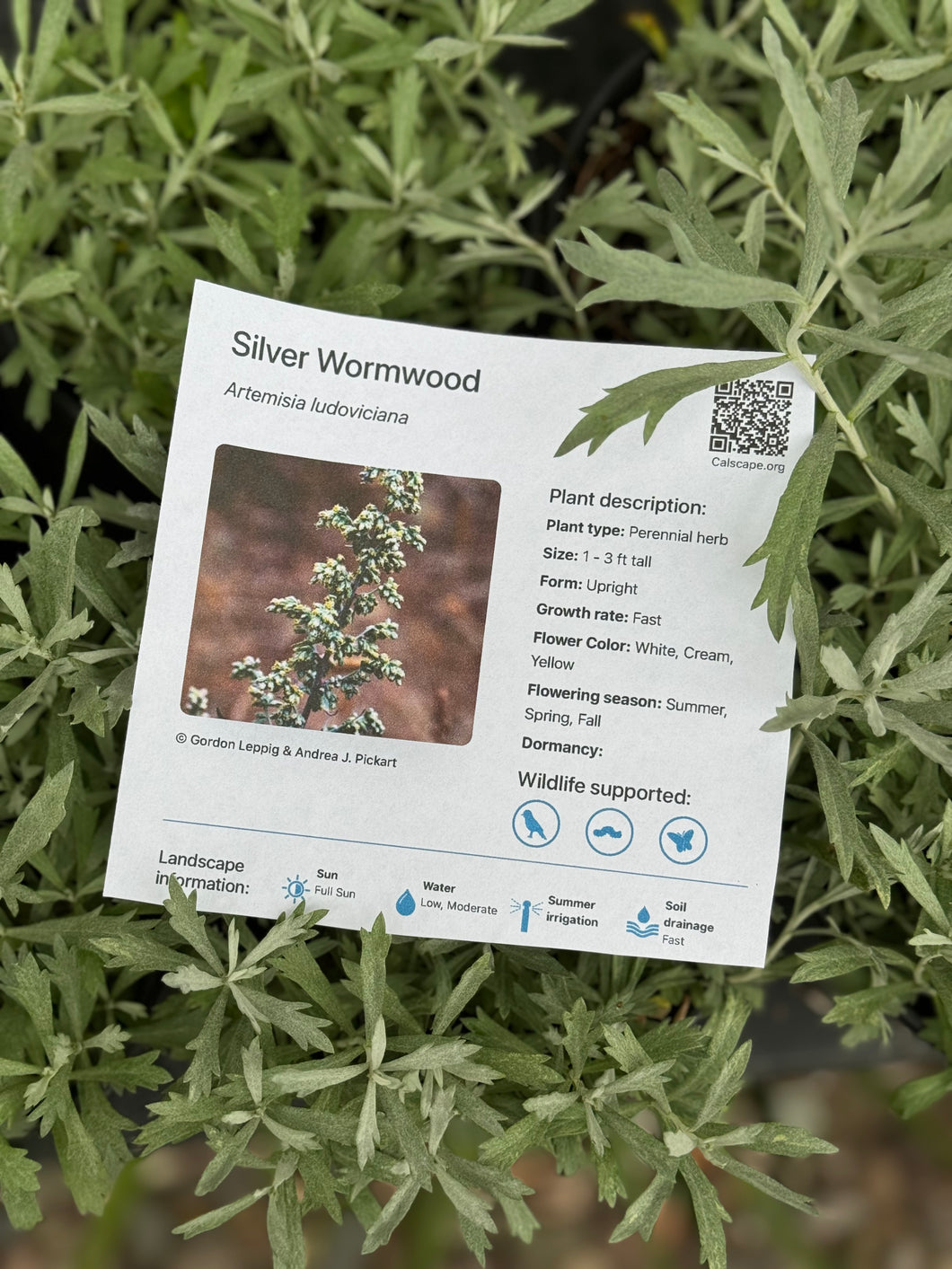 Artemisia ludoviciana Silver Wormwood