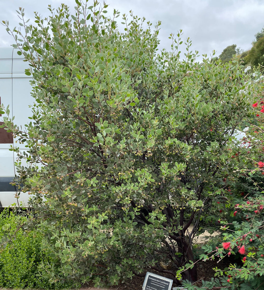 Arctostaphylos bakeri 'Louis Edmunds' Louis Edmunds Baker's Manzanita ...