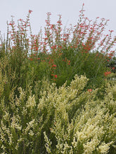 Load image into Gallery viewer, Keckiella ternata  Blue Stemmed Keckiella