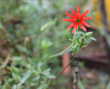 Load image into Gallery viewer, Silene laciniata Cardinal Catchfly