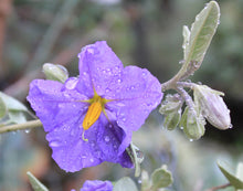 Load image into Gallery viewer, Solanum hindsianum Sonoran Nightshade Mariola