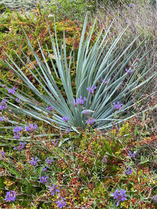 Hesperoyucca whipplei Chaparral Yucca