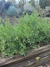 Load image into Gallery viewer, Mirabilis laevis var. villosa Wishbone Bush