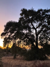 Load image into Gallery viewer, Quercus agrifolia Coast Live Oak