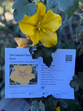 Load image into Gallery viewer, Fremontodendron californicum Flannel Bush &amp; Hybrids 'Pacific Sunset'