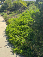 Load image into Gallery viewer, Baccharis pilularis &#39;Pigeon Point&#39; - &#39;Twin Peaks&#39; - &#39;Dodge Ely&#39; Dwarf Coyote Bush
