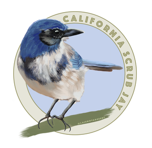 California Scrub Jay Vinyl Sticker Blue