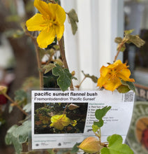 Load image into Gallery viewer, Fremontodendron californicum Flannel Bush &amp; Hybrids &#39;Pacific Sunset&#39;