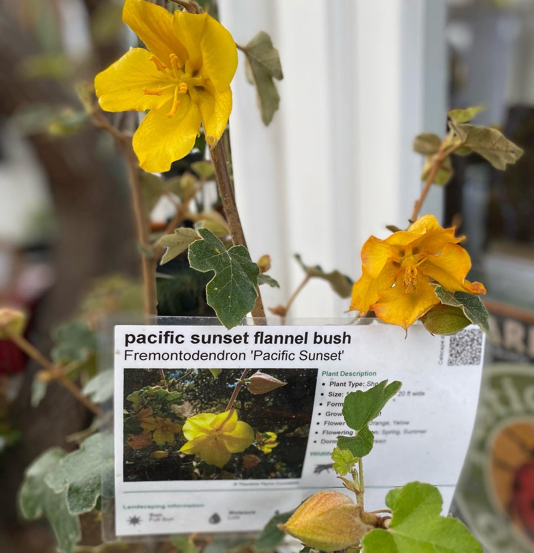 Fremontodendron californicum Flannel Bush & Hybrids 'Pacific Sunset'