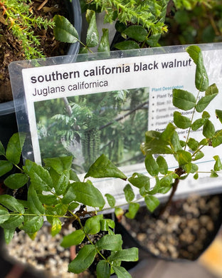 Juglans californica Southern California Black Walnut