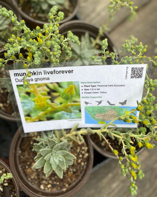 Dudleya gnoma Munchkin Liveforever