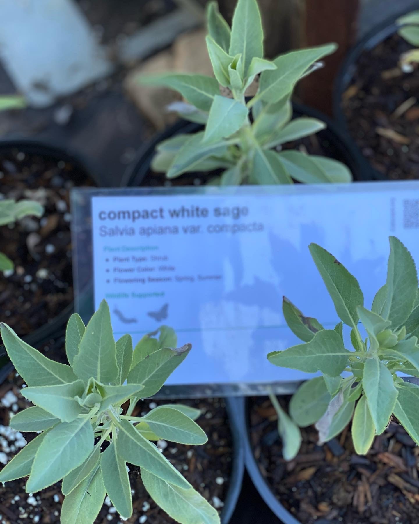 white sage indoor plant Salvia apiana White Sage & Selections – Neel's Nursery