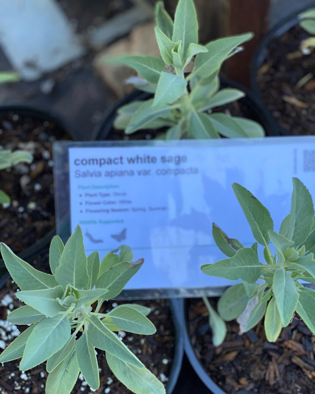 Salvia apiana White Sage & Selections