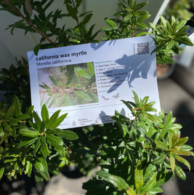 Morella californica ( Myrica ) California Wax Myrtle