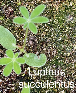 Lupinus succulentus Succulent Lupine