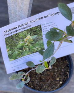 Cercocarpus traskiae Catalina Island Mountain Mahogany