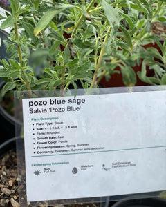 Salvia 'Pozo Blue'  Pozo Blue Sage