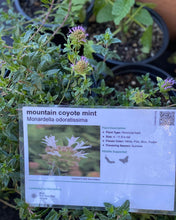 Load image into Gallery viewer, Monardella odoratissima Mountain Coyote Mint
