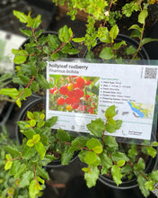 Load image into Gallery viewer, Rhamnus ilicifolia Hollyleaf Redberry
