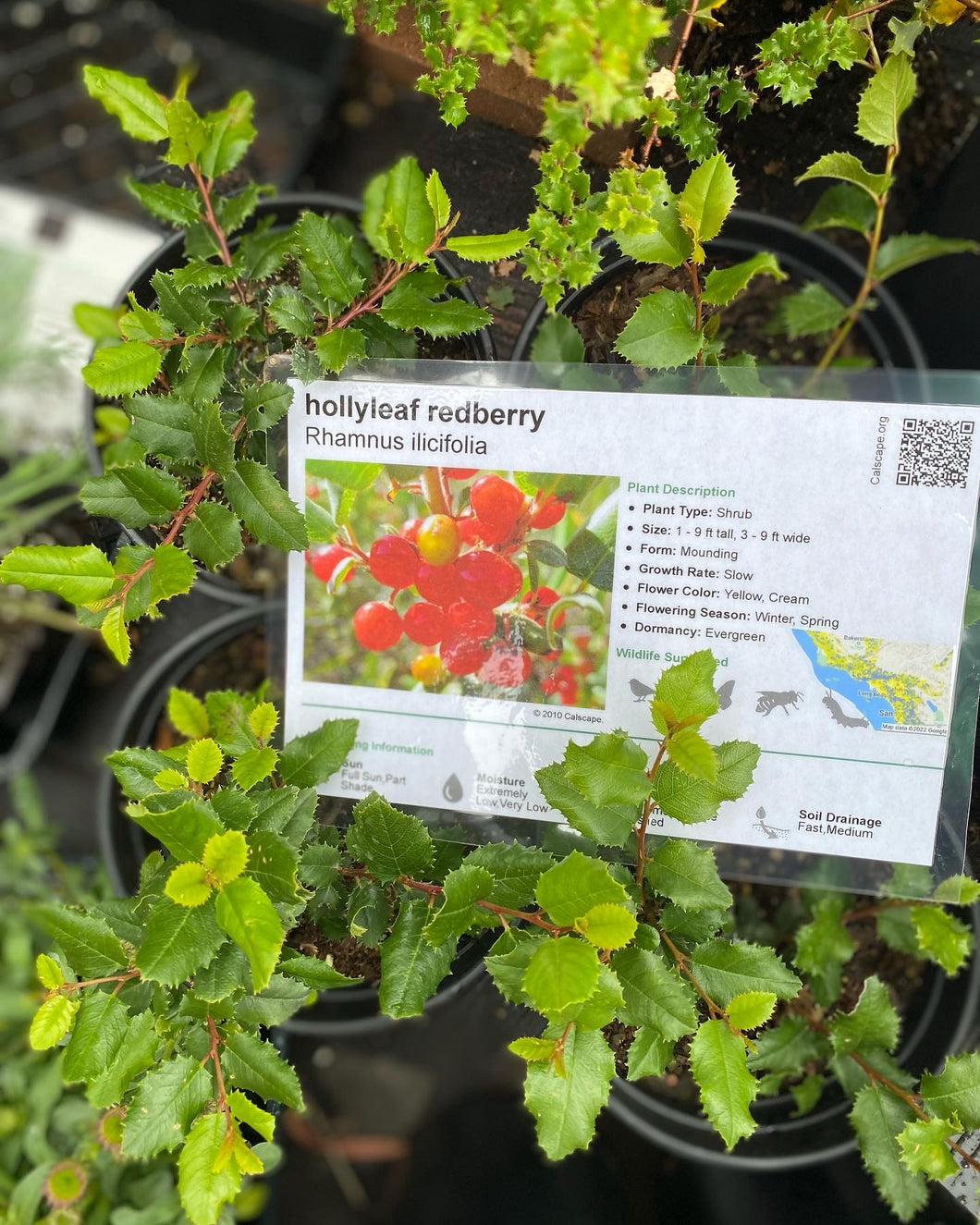 Rhamnus ilicifolia Hollyleaf Redberry