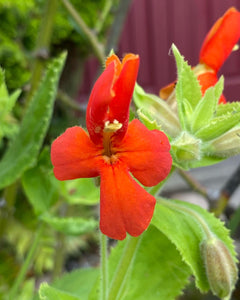 Erythranthe cardinalis (Mimulus) Scarlet Monkeyflower