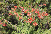 Load image into Gallery viewer, Keckiella ternata  Blue Stemmed Keckiella