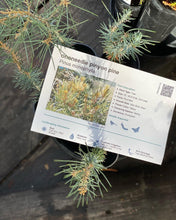 Load image into Gallery viewer, Pinus monophylla Oneneedle Pinyon Pine