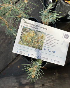 Pinus monophylla Oneneedle Pinyon Pine