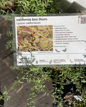 Load image into Gallery viewer, Lycium californicum California Box Thorn