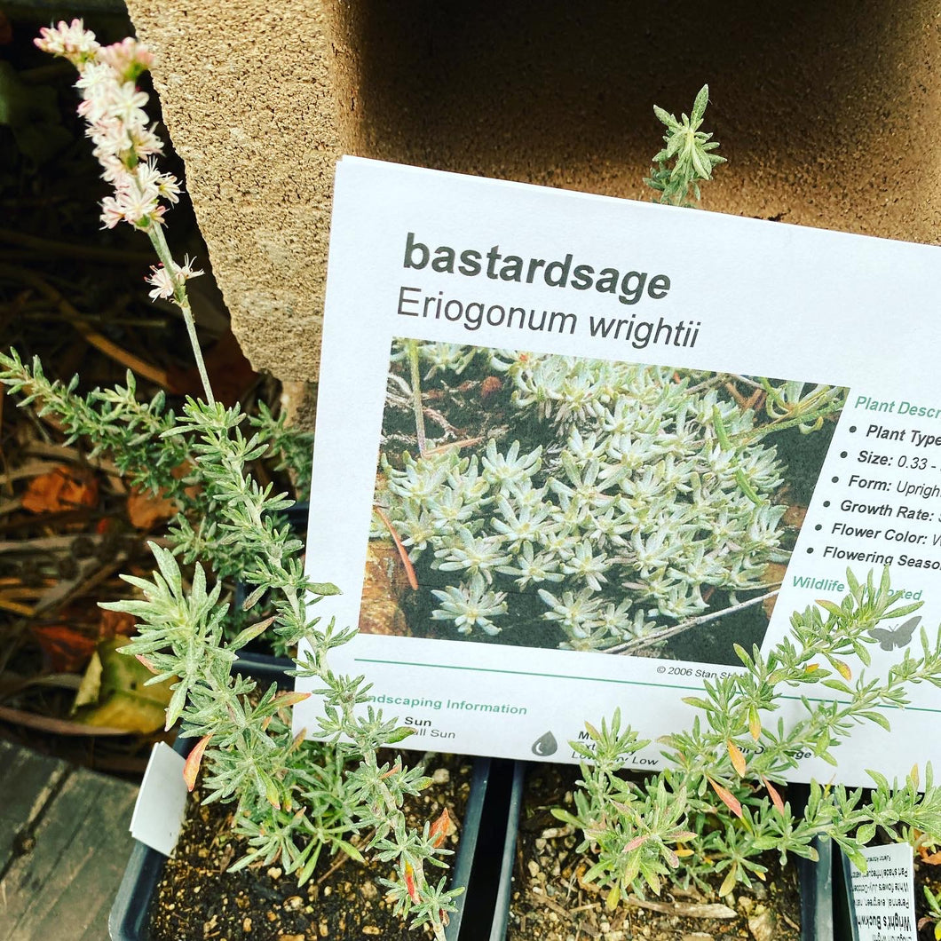 Eriogonum wrightii Bastardsage