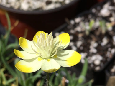 Platystemon californicus Creamcups