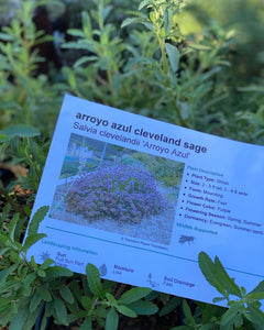 Salvia clevelandii Cleveland Sage & Selections