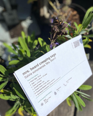 Salvia sonomensis Creeping Sage  & S. 'Mrs. Beard'