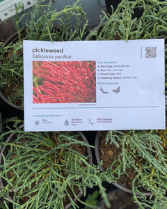 Salicornia pacifica Pickleweed