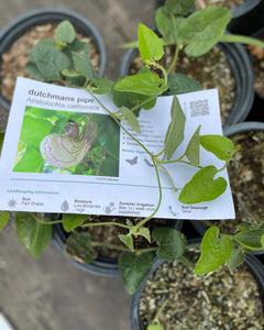 Aristolochia californica Dutchmans Pipe