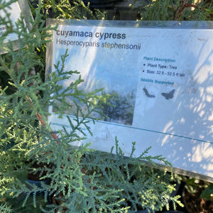 Hesperocyparis stephensonii Cuyamaca Cypress