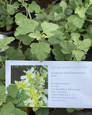 Sphaeralcea sulphurea  Guadalupe Island Globemallow bush