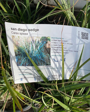 Load image into Gallery viewer, Carex spissa  San Diego Sedge