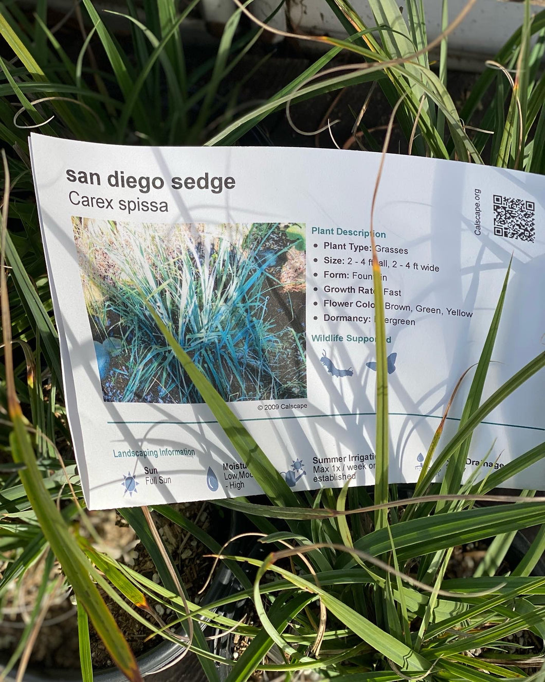 Carex spissa  San Diego Sedge