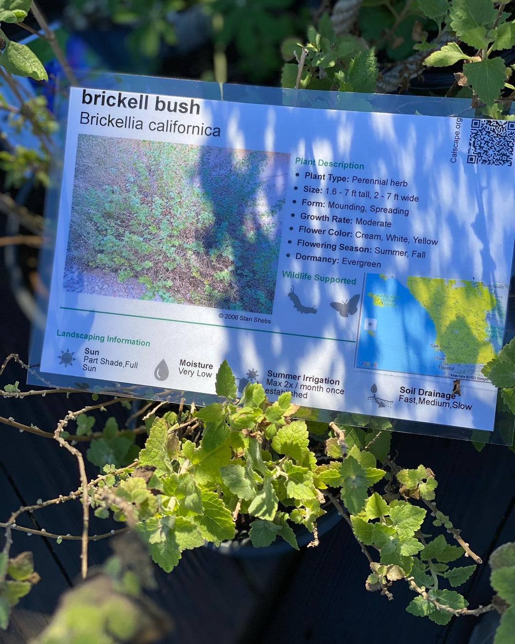 Brickellia californica Brickell Bush