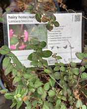 Load image into Gallery viewer, Lonicera hispidula Hairy Honeysuckle