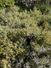 Load image into Gallery viewer, Ambrosia chenopodiifolia San Diego Bursage