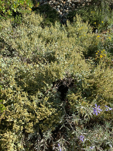 Ambrosia chenopodiifolia San Diego Bursage