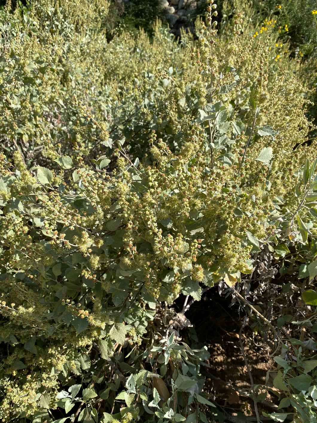 Ambrosia chenopodiifolia San Diego Bursage