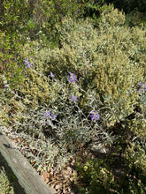 Load image into Gallery viewer, Ambrosia chenopodiifolia San Diego Bursage